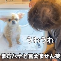 ハナちゃんを応援！