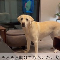 おもちゃを取ってほしそうなきぬちゃん7