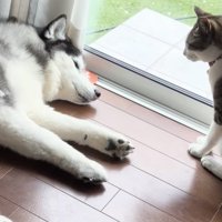 マンゴーちゃん、お昼寝モードへ…