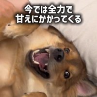 ラッキーくんの変化4