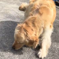 投稿者の近くで体勢を低くする犬