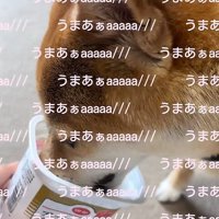 ヨーグルトを食べる犬1