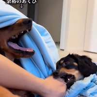 犬のあくび