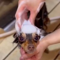 シャンプー中も愛が止まらない