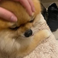 寂しくてしょんぼり