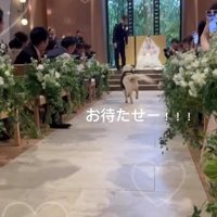 カゴを咥えて花嫁と花婿のところへ走っていく犬