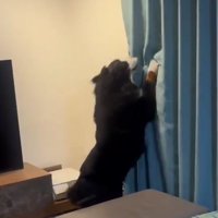 カーテン越しに女性に飛びつく犬