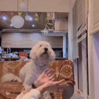 投げるボールを見る犬