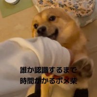 飼い主の服の裾を咥えてはしゃぎ回る犬