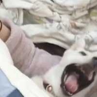 あくびする犬