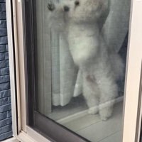 飼い主の帰りを喜ぶ小型犬