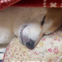 白目をむくまめ太くん