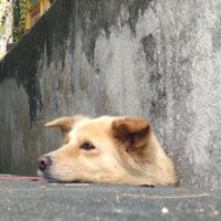 可愛い