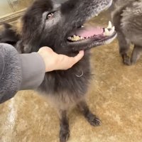 笑顔で撫でてもらう犬