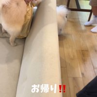 お兄ちゃんが帰宅時のエマくん＆ハルくん5