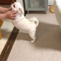 すぐに起き上がってママさんのもとへ