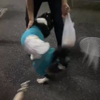 友達の飼い主に撫でてもらう中型犬
