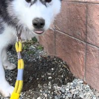 ナラちゃんの行動7