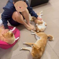 豆柴たちを撫でる次女