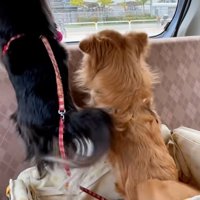 尻尾を振る2匹