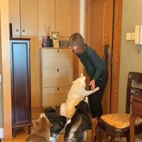 柴犬4匹の熱烈歓迎6