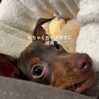 おでかけ中にワンコに遭遇
