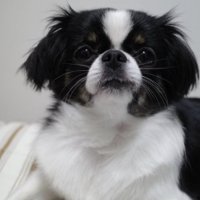 カメラ目線のチワワとペキニーズのミックス犬