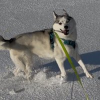 寒さに強いシベリアンハスキー