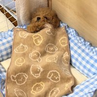 前足をそろえて布団に入っている犬