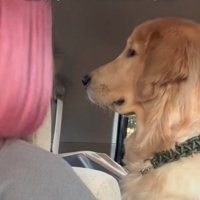 店員をガン見する大型犬