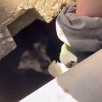 弱り切ったわんこが…