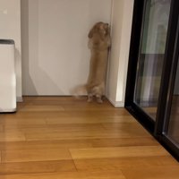 ドアの前で家族を待つ小型犬