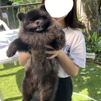 人に抱っこされる黒い犬