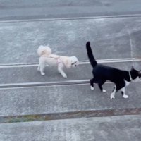 このまま置いていけない…