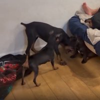 ワンプロする犬たち2