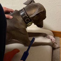 歯みがきを拒否するプットくん