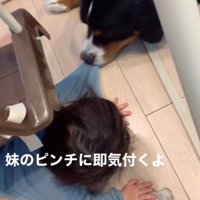 女の子を見守るダンロくん6