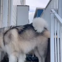 中型犬を追い越した大型犬