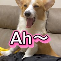 あくびをするコーギー