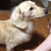 手を見せる飼い主の顔を見る犬