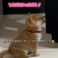 見上げる子犬