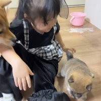 歩き出す子犬