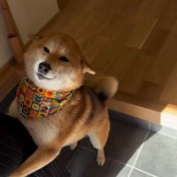 お友達が遊びに来た時のはちちゃん5