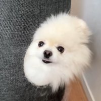 キャットタワーからひょっこり！