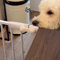 鳴いてしまうソラくん