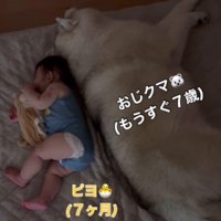 おじクマちゃんがお昼寝中