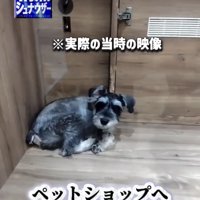 小部屋の隅で伏せる犬