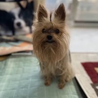 頭の毛を結われてカメラを見つめるメスの老犬