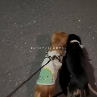 寄り添って散歩する2匹の犬