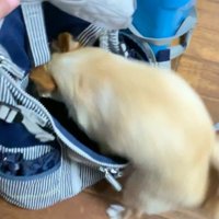 自分からバッグの中へ